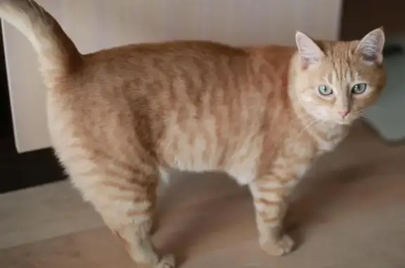 Пропала крупная кремово-рыжая кошка в Рязани, район Кальное, ул. Касимовское шоссе.