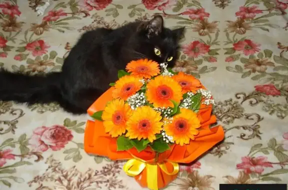 Пропала кошка в Лобне, Ленина, 16, черный окрас, желто-зеленые глаза