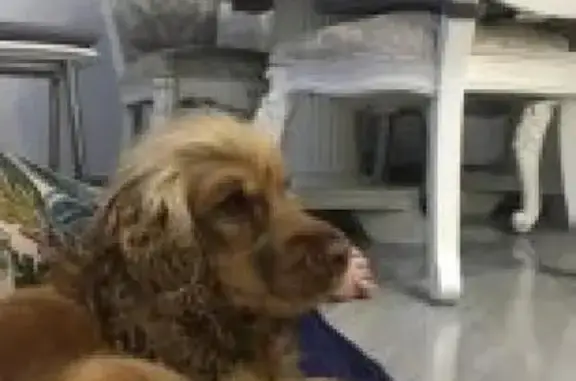 Найдена девочка кокер спаниель-щенок в Иркутске