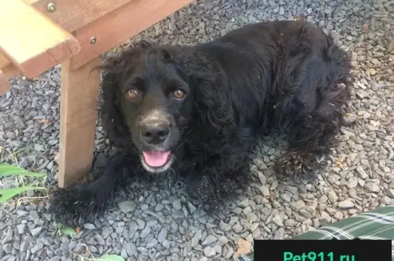 Найдена черная собака в Тополе (Беларусь)