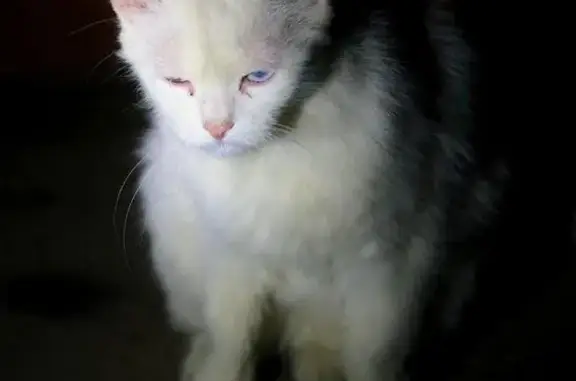 Белая кошка с голубыми глазами на ул. Максимова