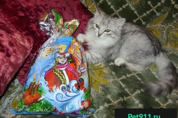 Пропал сибирский кот в Спартановке, Волгоград.