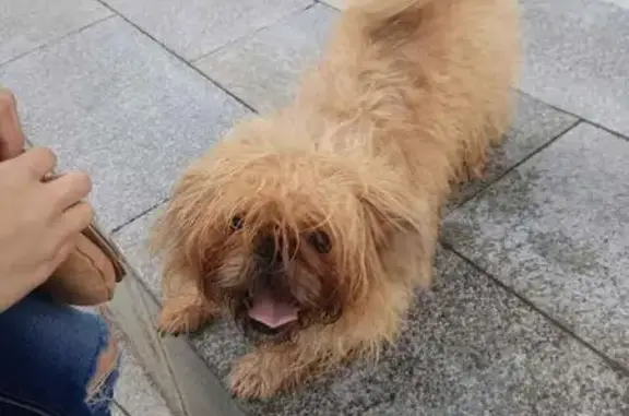 Собака-метис найдена в Москве