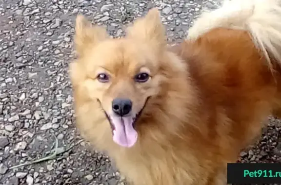 Собака найдена возле магазина в Рябинино, Красноярский край