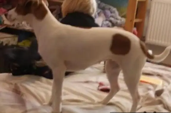Пропала бело-рыжая собака в деревне Петровское, Ломоносовский район