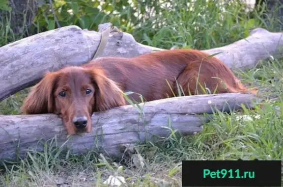Пропала собака в Подгорном, Воронеж, ищем Ирландского сеттера!