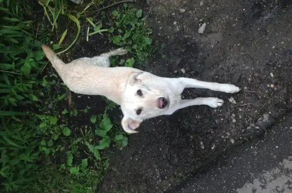 Найдена белая собака на Линейном проезде в Кокошкино.