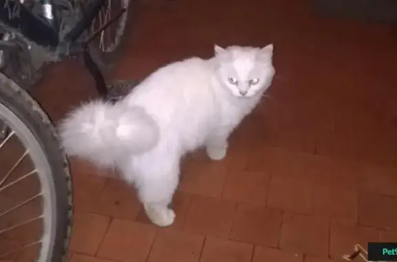 Найдена белая персидская кошка на ул. Полоцкая, Москва