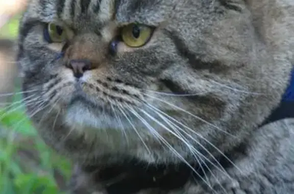 Кошки потеряшки, Николо-Погост, фото: Потеряшка кошка с раной на хвосте в Николо-Погосте, Нижегородская обл.