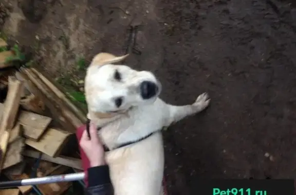 Собака найдена в СНТ Металлург-2, Балашиха