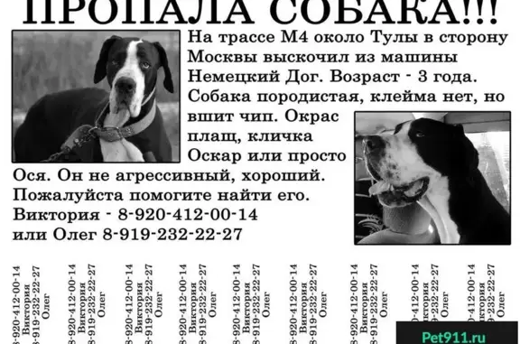 Пропала породистая собака на трассе М4, Тульская область, помогите найти!