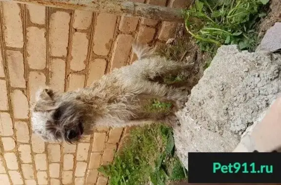 Найдена дружелюбная собака в Анапе