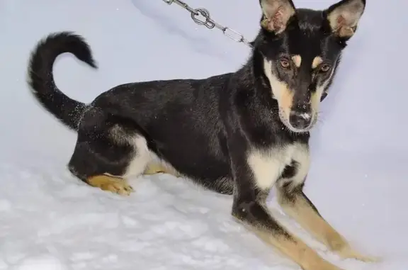 Пропала собака Вита на Трифоновской улице, Москва