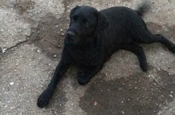 Найдена собака Лабрадор в Кинели на ул. Юбилейной