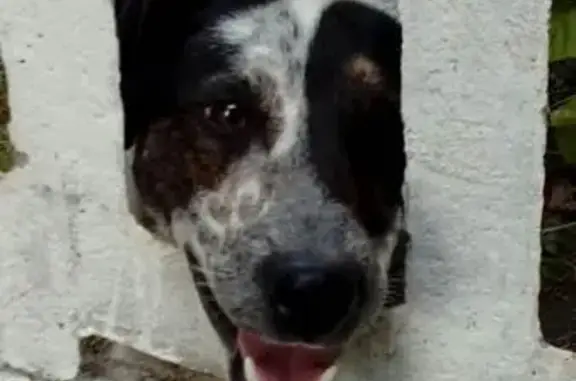 Найдена собака в деревне Выболово, Нижегородская область