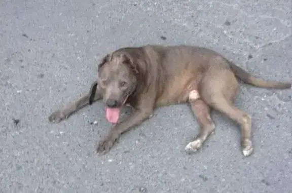 Найдена собака в Лазаревском, Сочи