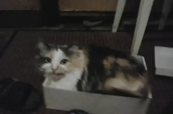 Пропала кошка Мурка на улице Орджоникидзе