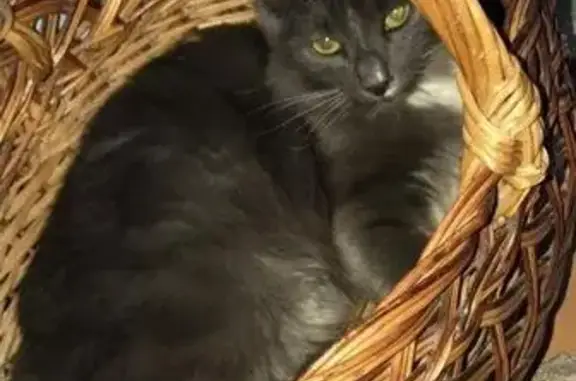 Найден серый кот в Тюмени