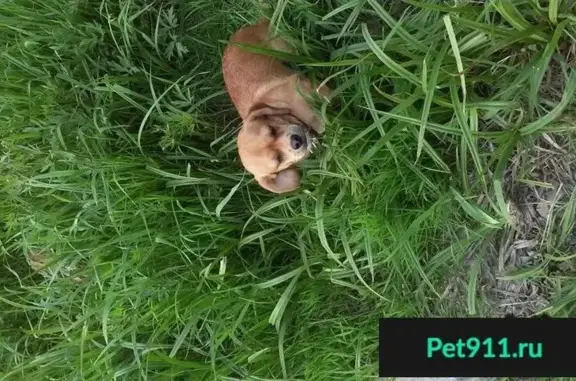 Пропала собака Кнопка на ул. Технической, Дзержинский район, Новосибирск
