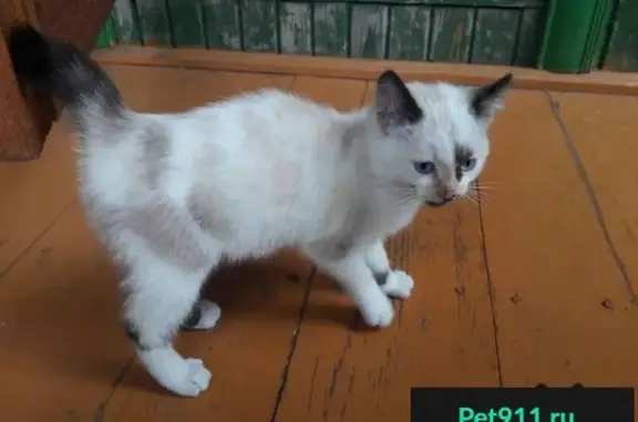 Найден котенок в СНТ Промстроевец, Тюменская область.
