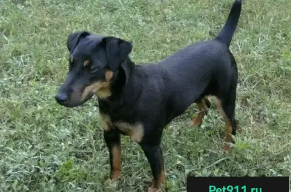 Пропала собака в Супонево - ягд-терьер по имени Чиза
