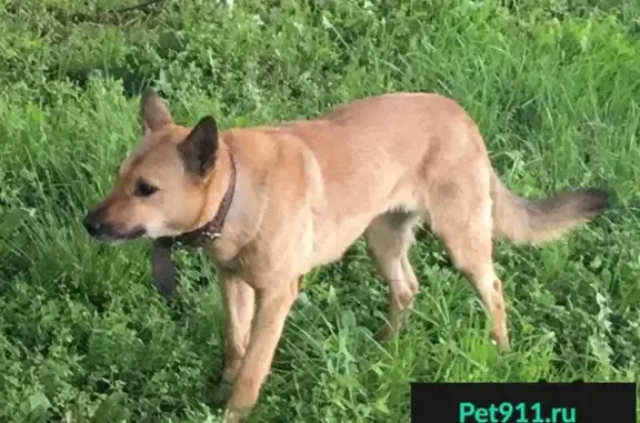 Найдена рыжая собака в ЮЗАО Москвы