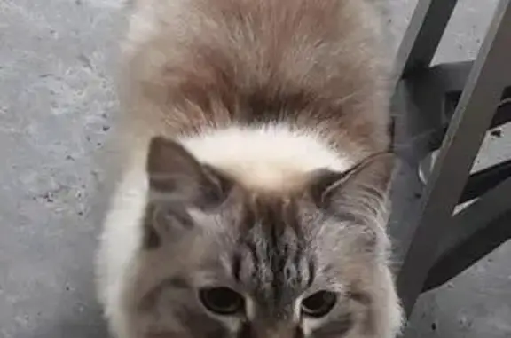 Найден котейка в Ангарске, ищут хозяев или передержку