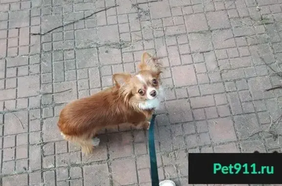 Пропала собака в Красногорске на ул. Спасская 1к3