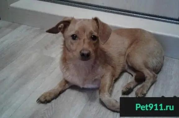 Собака найдена в Тольятти 15-й квартал