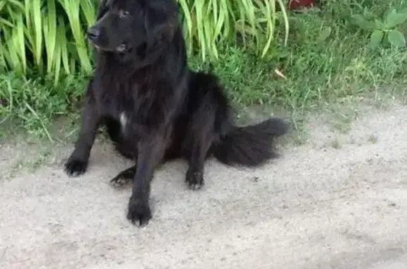 Найдена собака в СНТ Дорожник, ищет хозяина