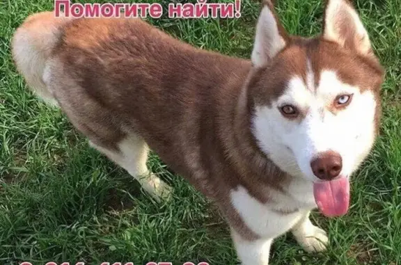 Пропала собака Чародей в Чехове, Московская область