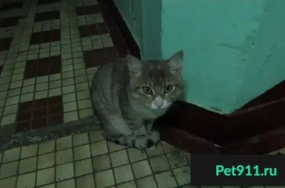 Найден домашний кот в подъезде в Ивановском районе, Москва