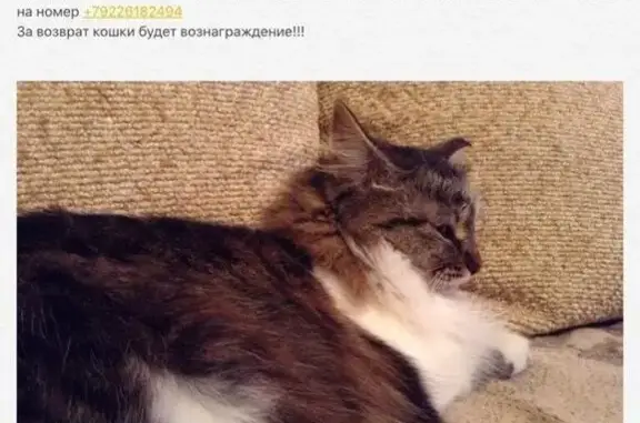 Пропала кошка в пос. Мельзавод 3 на улице Мира