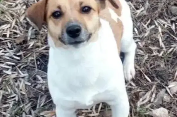 Пропала собака Боня, бело-рыжий Джек Рассел Терьер, 19 мкр-он, Липецк