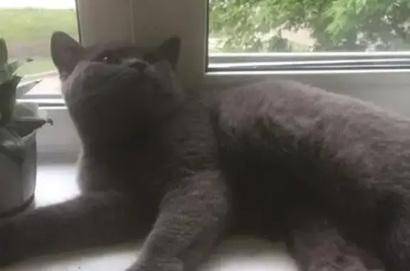 Найдена серая британская кошка в Красноярске