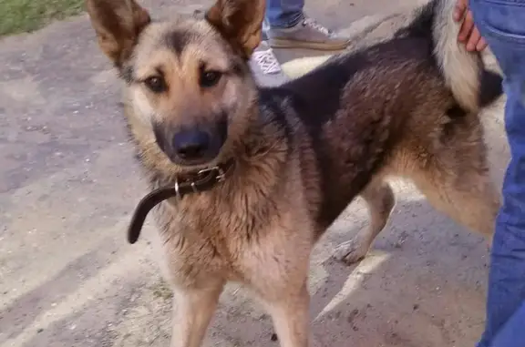Собака найдена в Люберцах, ул. 3-е Почтовое Отделение