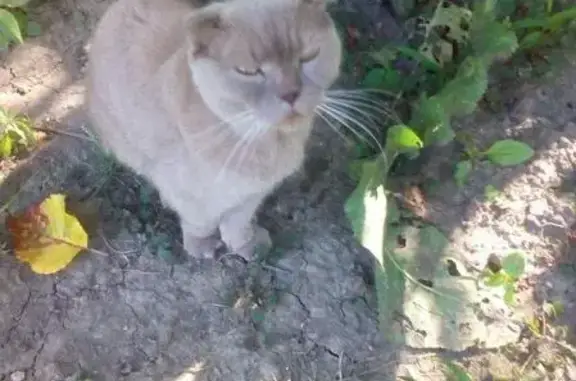 Найден взрослый кот во дворе частного дома в Краснодаре