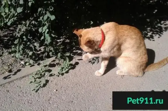 Найден рыжий кот на ул. Атарбекова (ФМР)