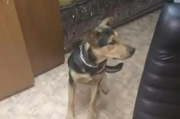 Собака найдена на 3-й Парковой улице, Москва.
