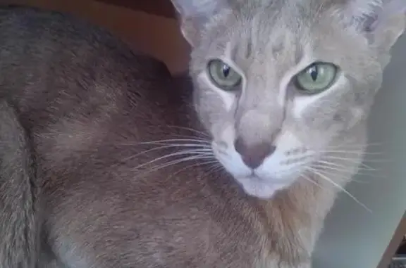 Пропал котик Симоша в районе Колягино, возможно в другом дачном массиве