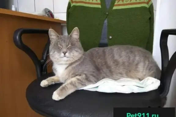 Найден серый кот в районе Ногинского хлебокомбината