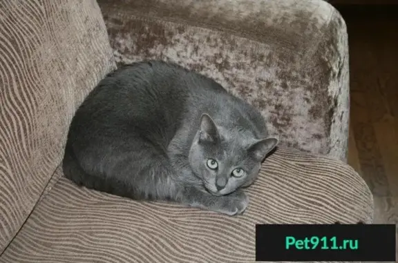 Кошки потеряшки, Дзержинск, фото: Потеряшка серо-голубой кот в КИЗ Зеленая роща-1, вознаграждение гарантировано.