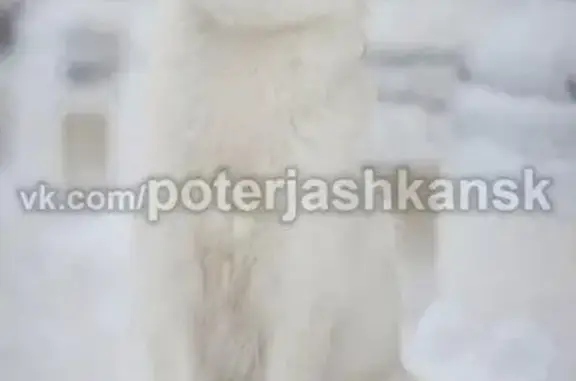 Собаки потеряшки, поселок Красный Восток, фото: Потеряшка собака в поселке Красный Восток, вознаграждение!