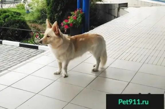 Найдена собака в Строгино, Москва