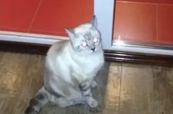 Пропала кошка в Краснооктябрьском районе