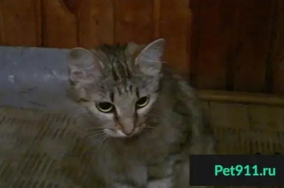 Найдена кошка на ул. 2-я Краснофлотская в Красноярске