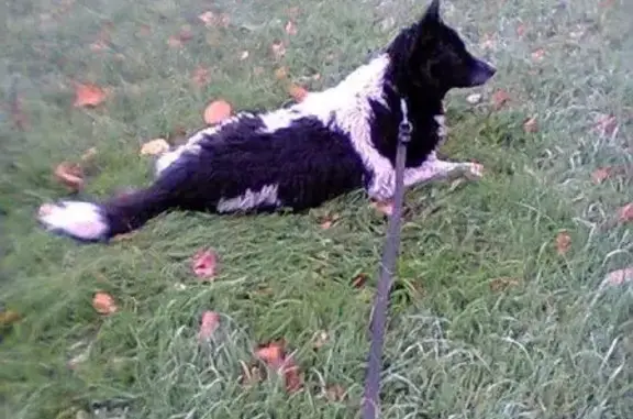 Пропала черно-белая собака в Удельном парке.