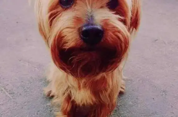 Собаки потеряшки, Сасовский район, фото: Потеряшка йорк Луи в районе базы Морской, Рязанская область