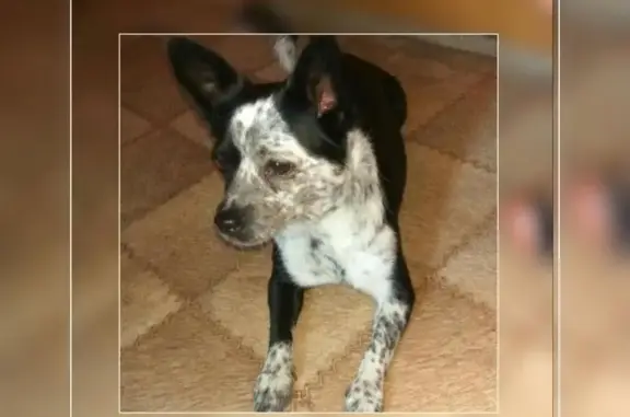 Найдена собака на остановке Мега Адыгея