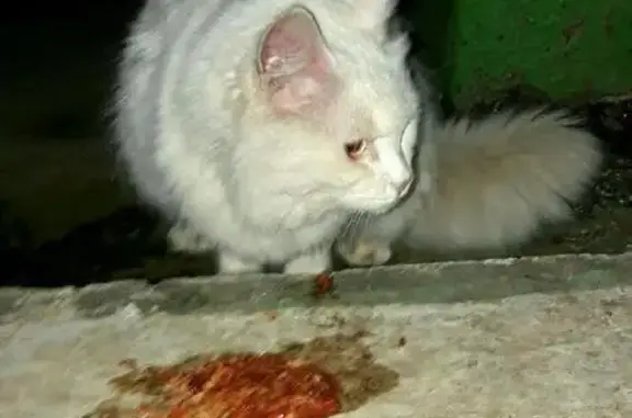 Найдена кошка возле метро Выхино